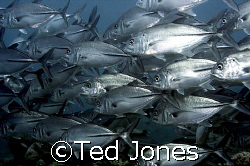Big eye trevally and they were big! :) by Ted Jones 